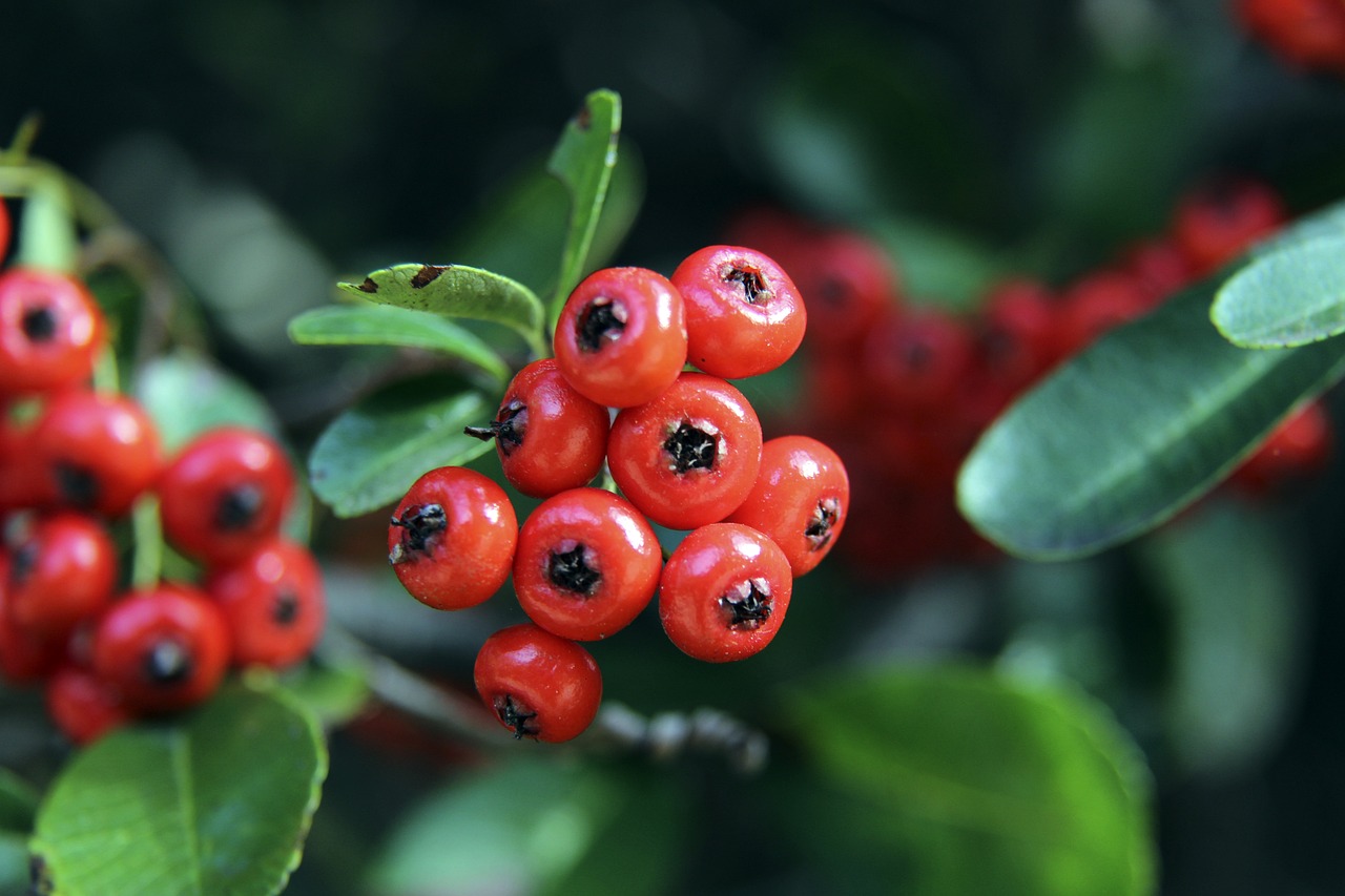 烈的进攻欲 烈的进攻欲