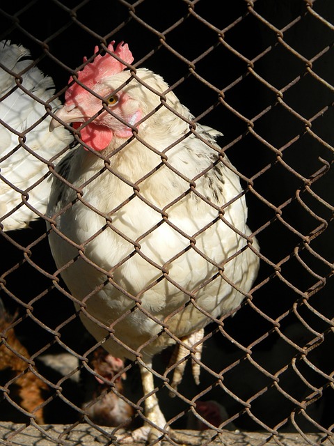 赛程紧凑的 赛程紧凑的